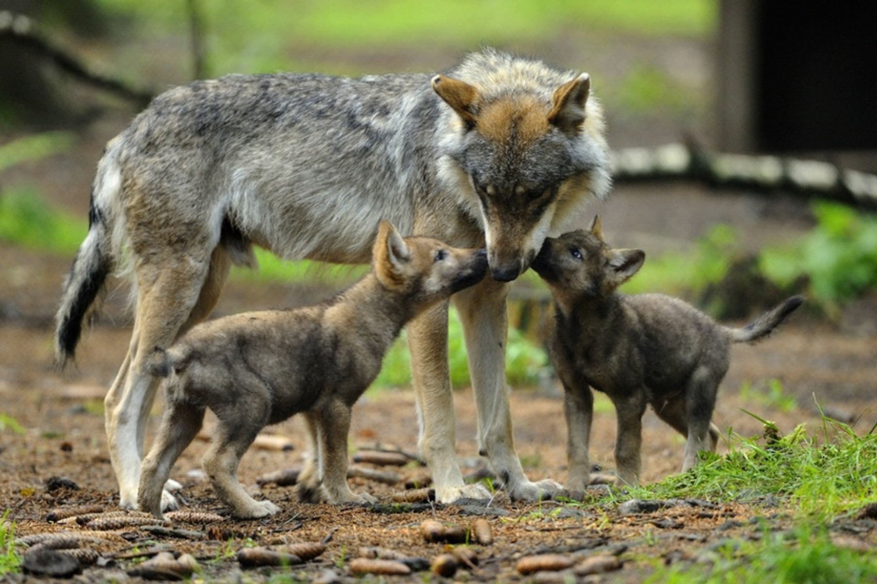 Wolf und Bär | Die Freiheitlichen