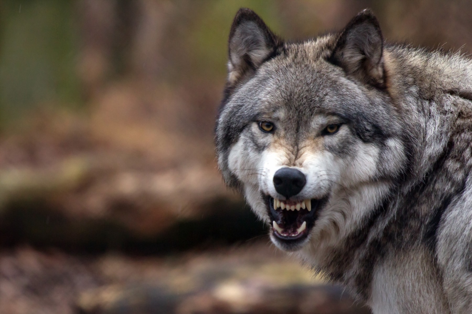 Wolf und Bär müssen entnommen werden